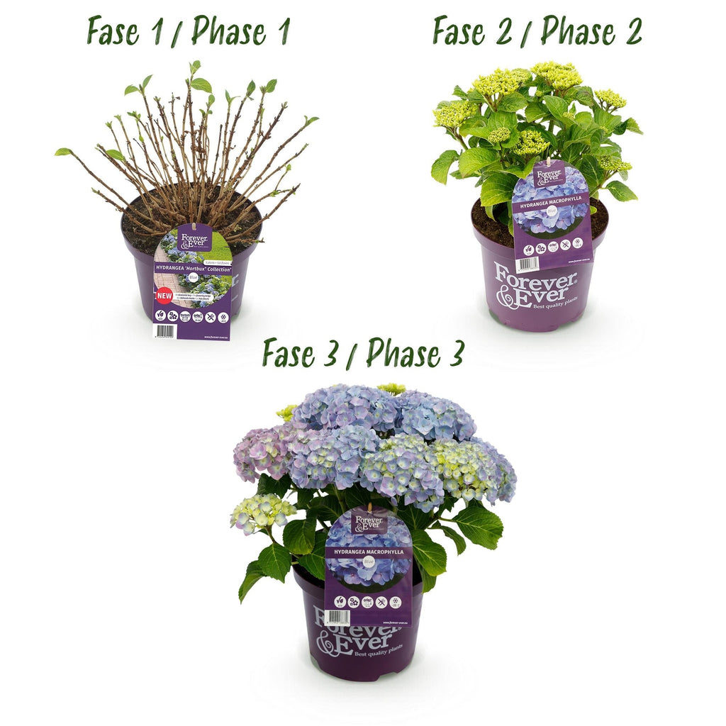 Hortensie Forever & Ever – Hydrangea macrophylla – Blau – Balkonpflanze – 7-12 Blüten – Im 23cm Topf – Ca. 55cm hoch – Für Terrasse, Balkon & Beet