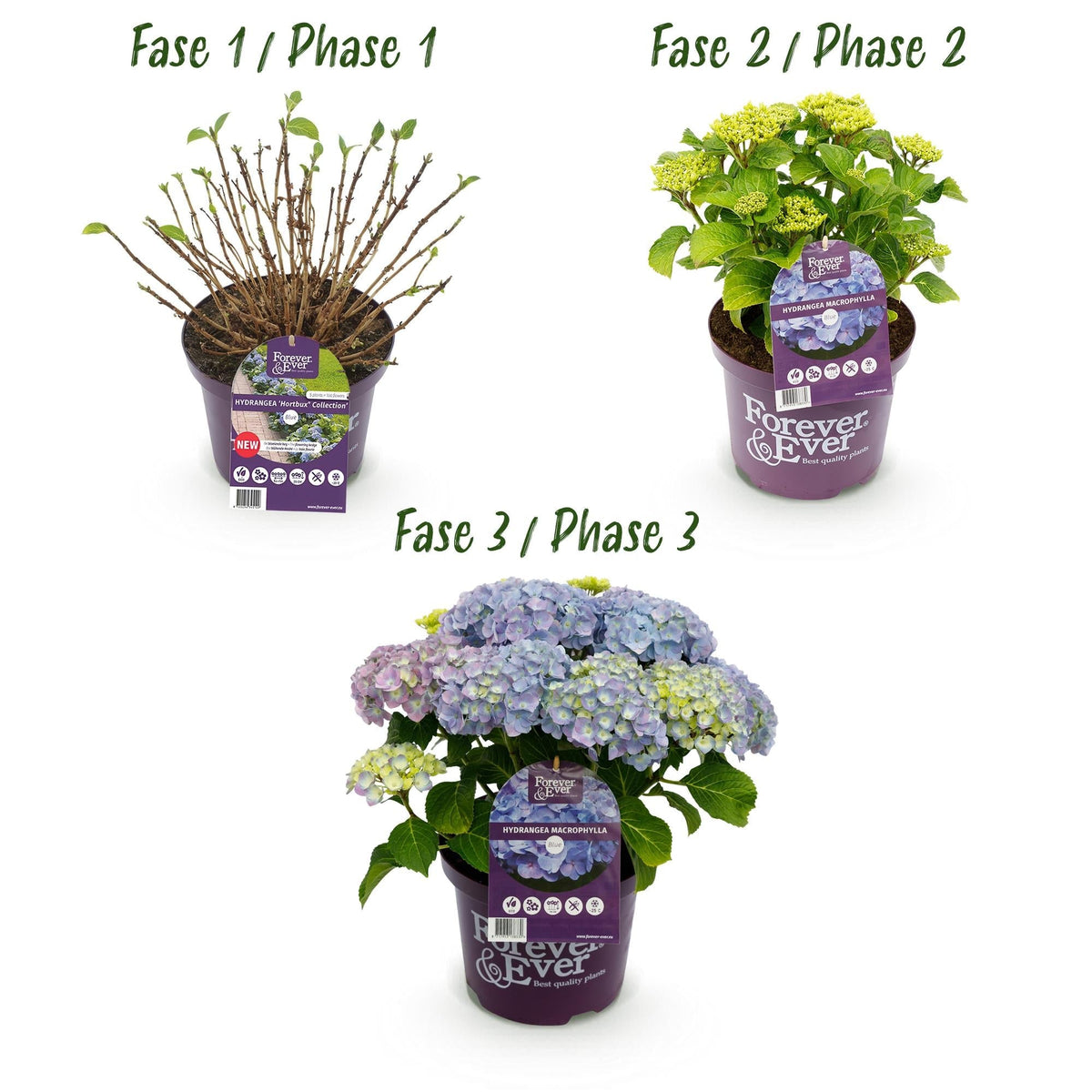 Hortensie Forever & Ever – Hydrangea macrophylla – Blau – Balkonpflanze – 7-12 Blüten – Im 23cm Topf – Ca. 55cm hoch – Für Terrasse, Balkon & Beet