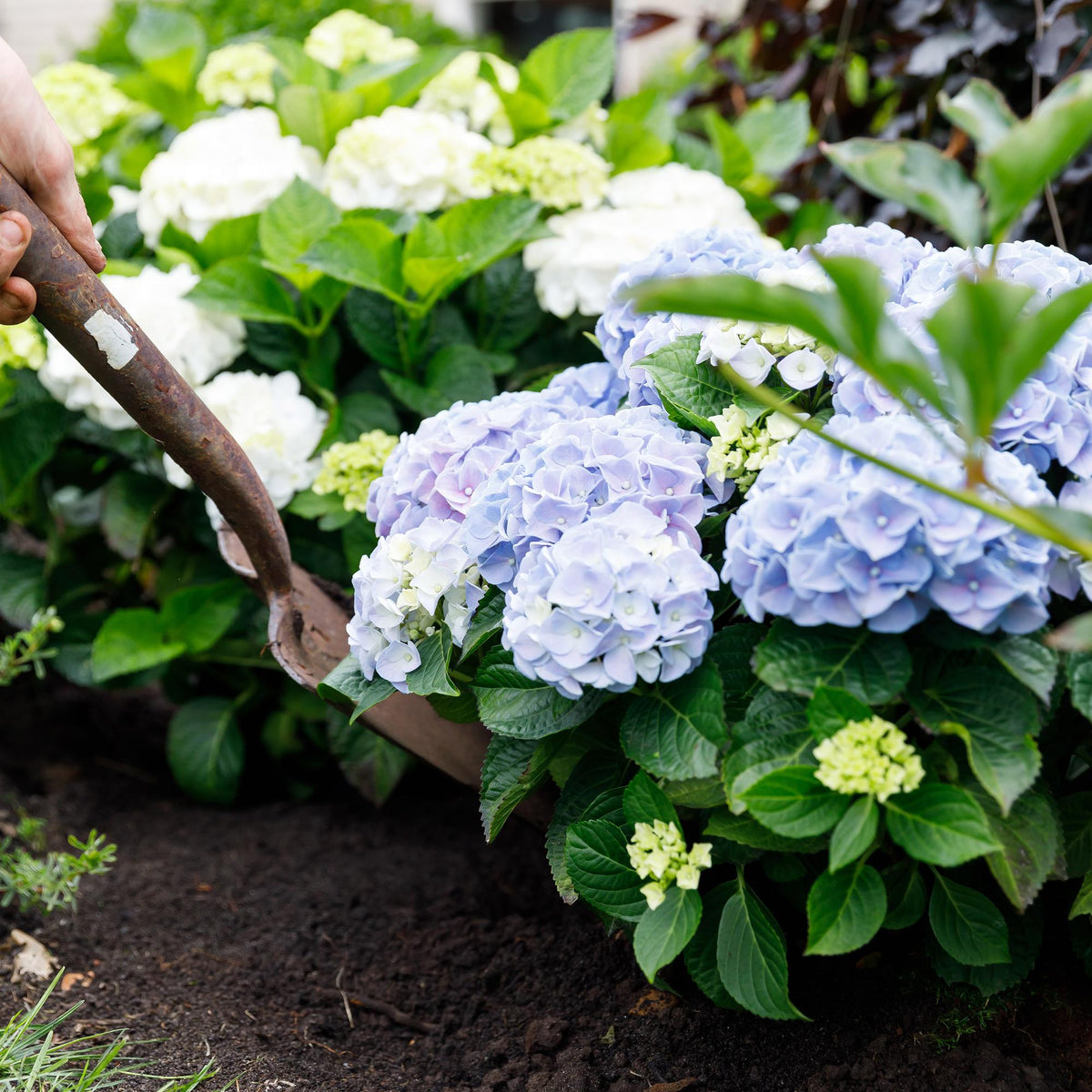 Hortensie Forever & Ever – Hydrangea macrophylla – Blau – Balkonpflanze – 7-12 Blüten – Im 23cm Topf – Ca. 55cm hoch – Für Terrasse, Balkon & Beet