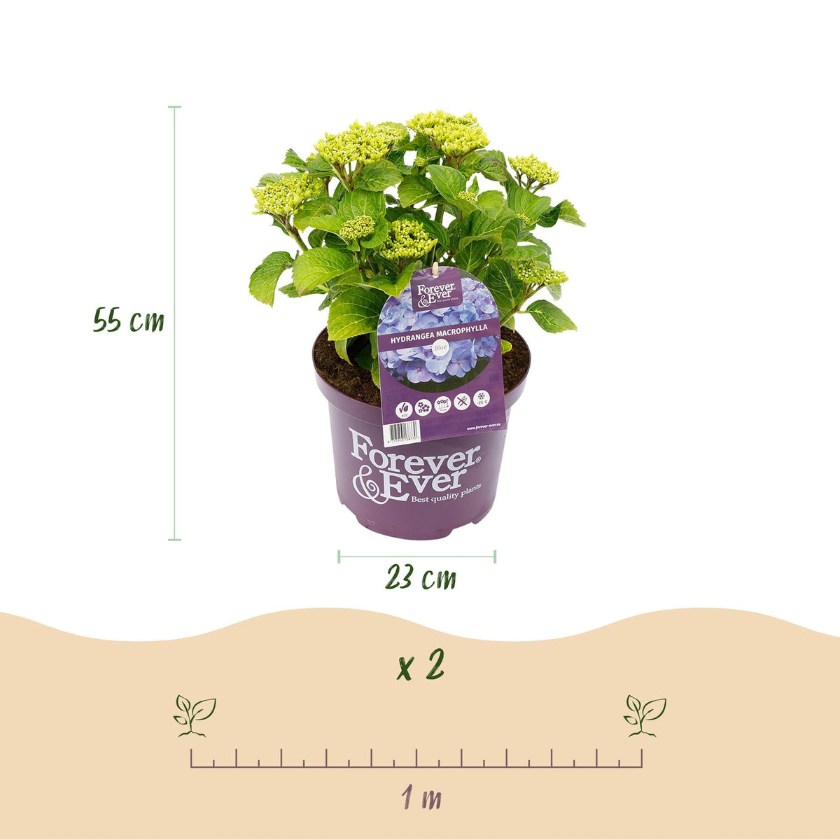 Hortensie Forever & Ever – Hydrangea macrophylla – Blau – Balkonpflanze – 7-12 Blüten – Im 23cm Topf – Ca. 55cm hoch – Für Terrasse, Balkon & Beet