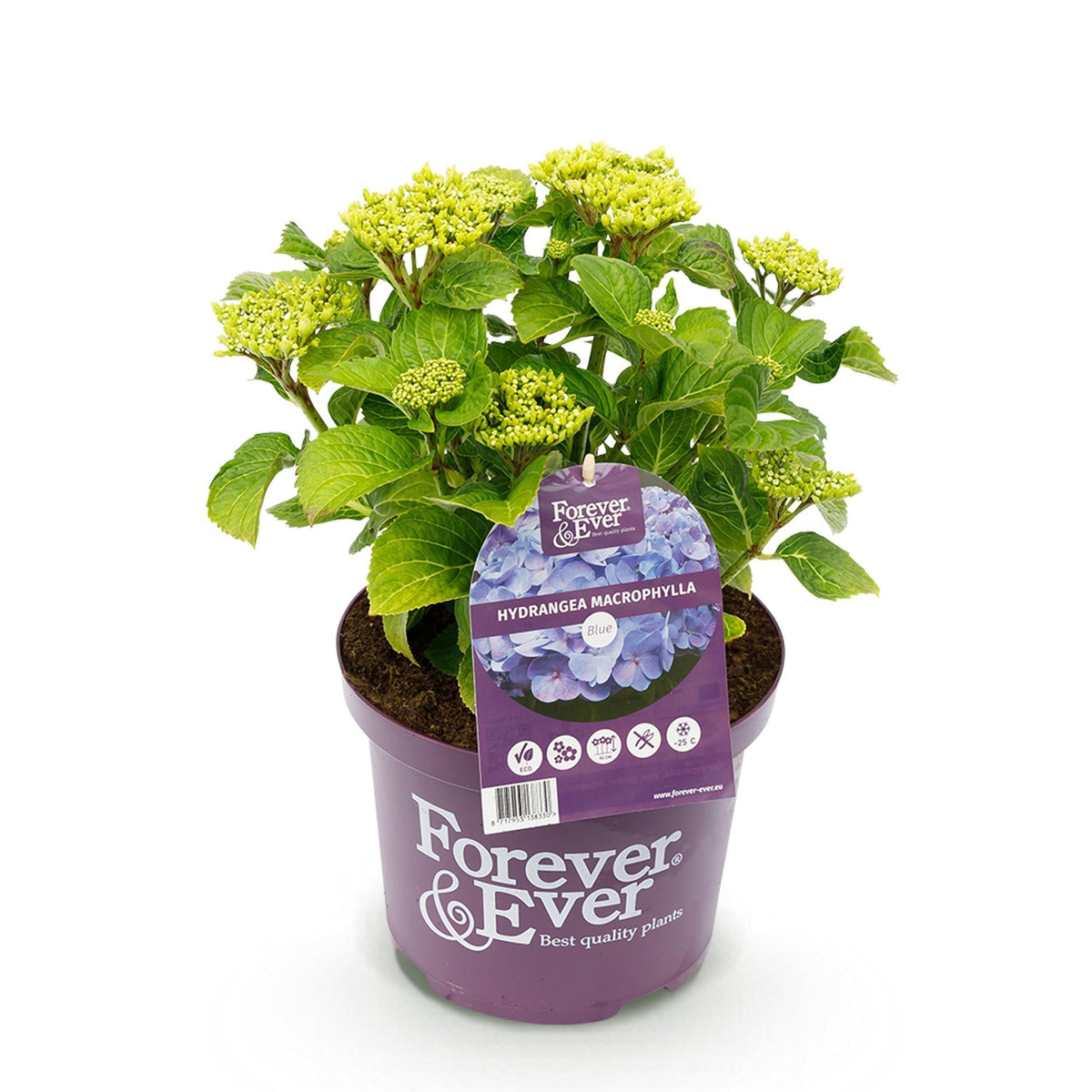 Hortensie Forever & Ever – Hydrangea macrophylla – Blau – Balkonpflanze – 7-12 Blüten – Im 23cm Topf – Ca. 55cm hoch – Für Terrasse, Balkon & Beet
