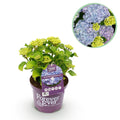 Hortensie Forever & Ever – Hydrangea macrophylla – Blau – Balkonpflanze – 7-12 Blüten – Im 23cm Topf – Ca. 55cm hoch – Für Terrasse, Balkon & Beet